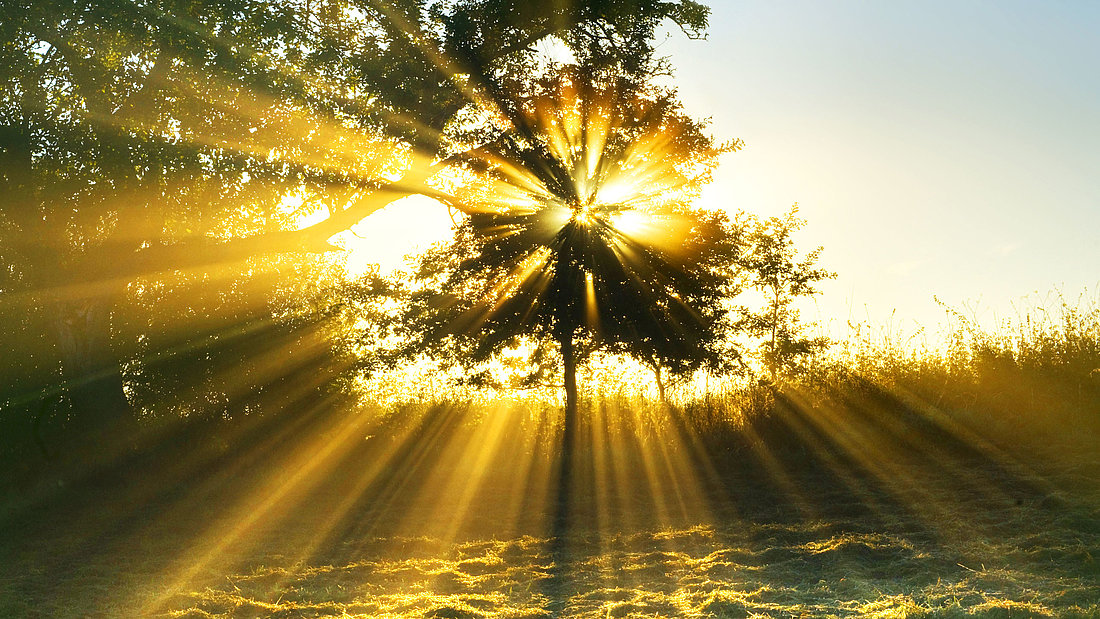 Die aufgehende Sonne strahlt mit wunderschönen Sonnenstrahlen durch das Astwerk eines Baumes.