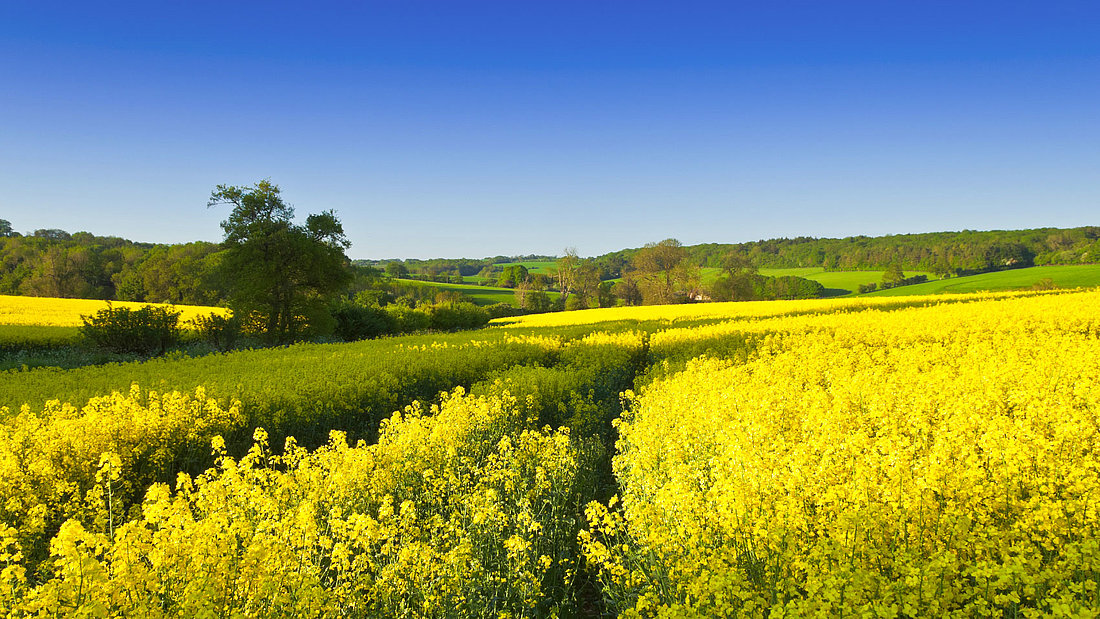 Gelb blühendes Rapsfeld unter strahlend blauem Himmel.