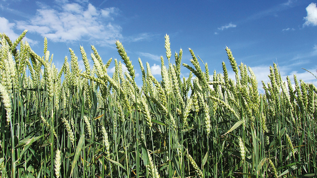 Weizenkonfeld wiegt sich in einer Sommerbrise.